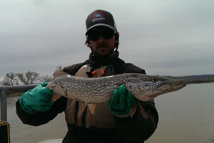 Northern Pike